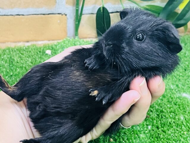 ロシアンモルモット