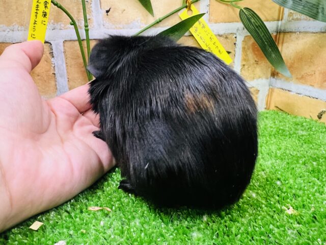 ロシアンモルモット