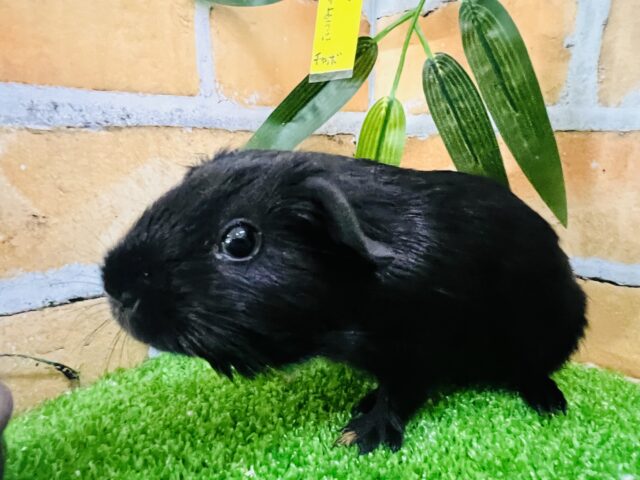 ロシアンモルモット