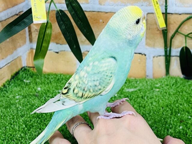 セキセイインコ