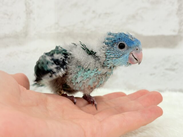 サザナミインコ