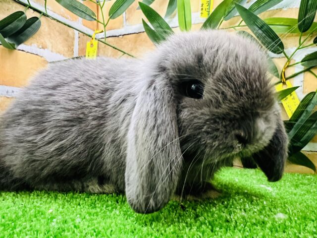 ロップイヤーラビット
