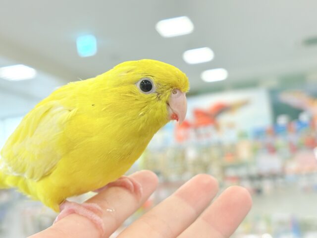 サザナミインコ