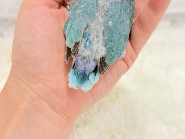 ブルーボタンインコ