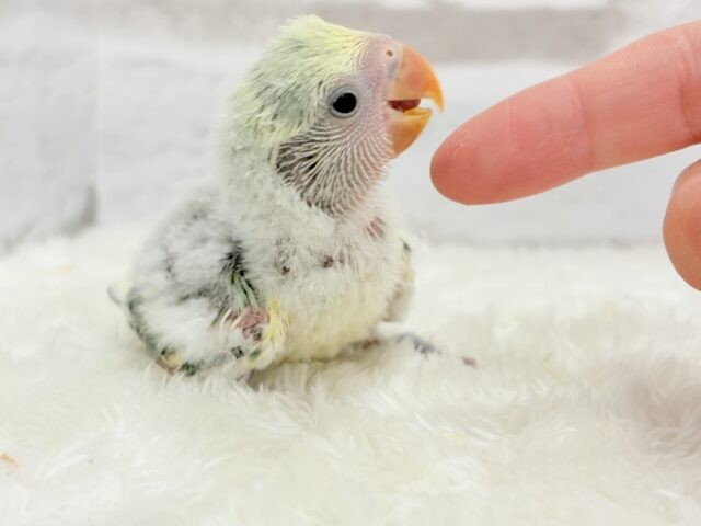 コザクラインコ（小桜インコ）