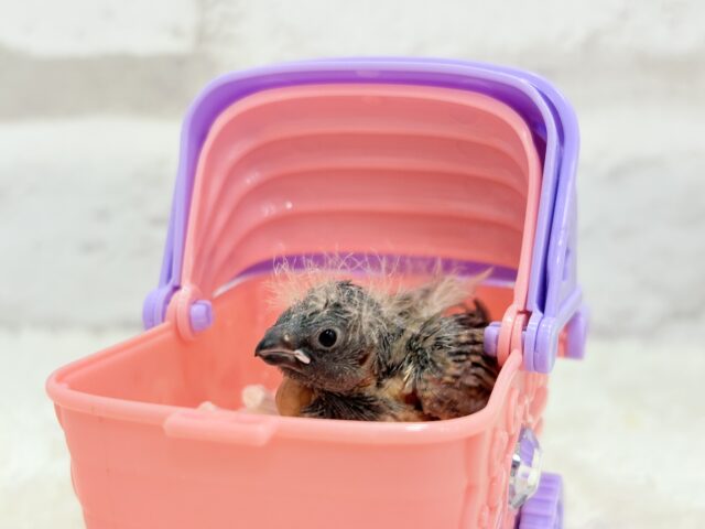 ジャンボキンカチョウ