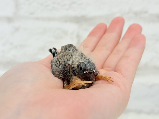 ジャンボキンカチョウ