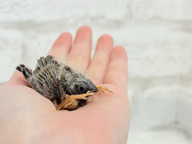 ジャンボキンカチョウ