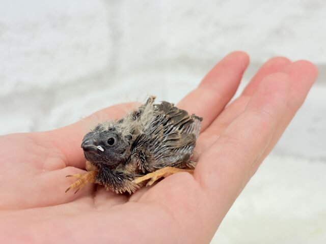 ジャンボキンカチョウ