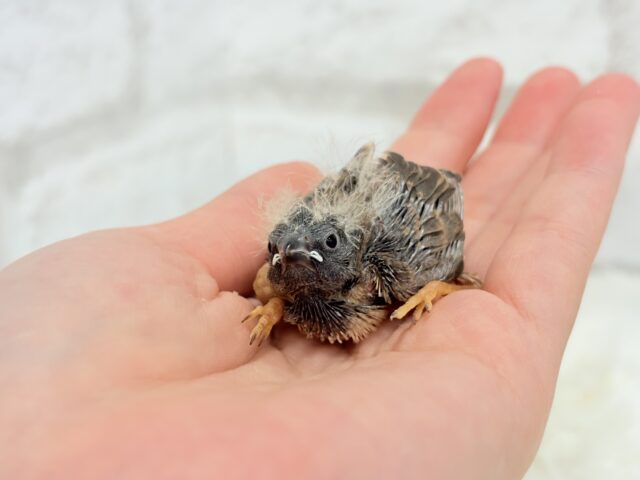 ジャンボキンカチョウ