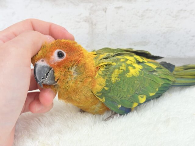 コガネメキシコインコ