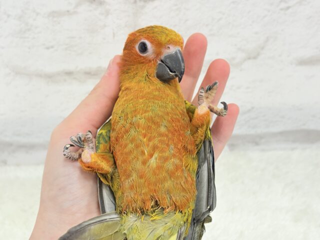 コガネメキシコインコ