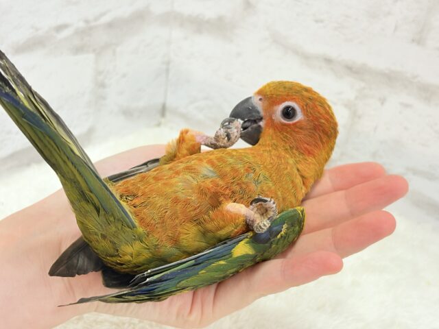 コガネメキシコインコ