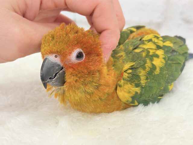 コガネメキシコインコ