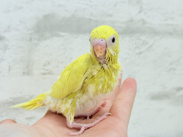 セキセイインコ