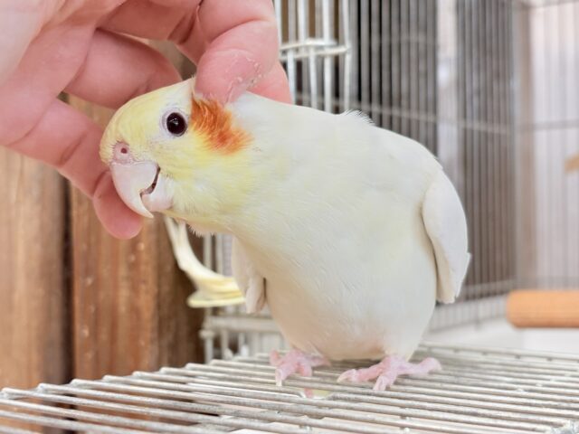 オカメインコ