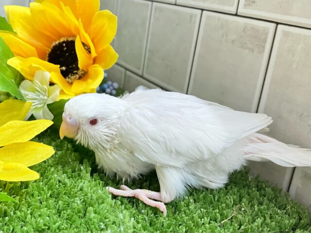 セキセイインコ