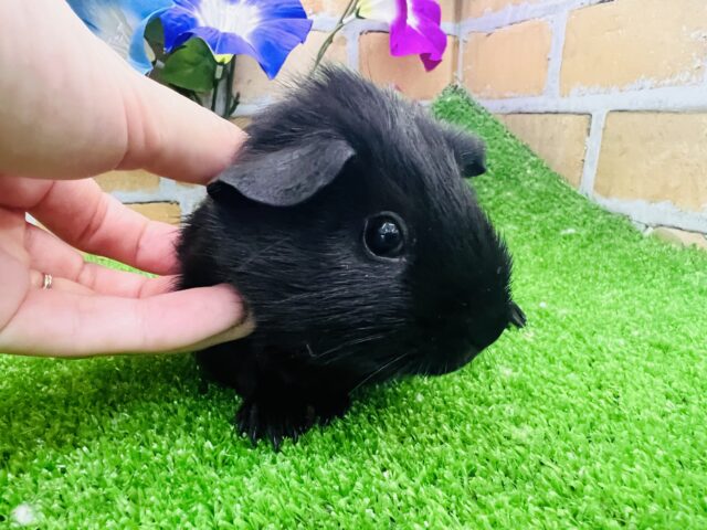 ロシアンモルモット