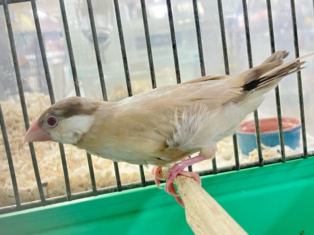 シナモン文鳥