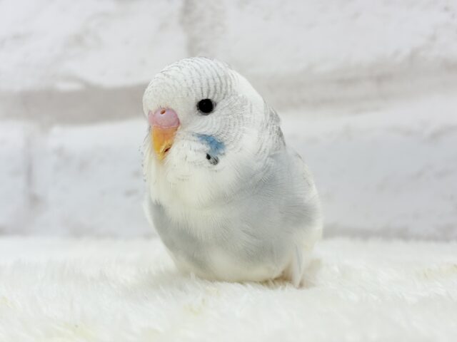 ジャンボセキセイインコ