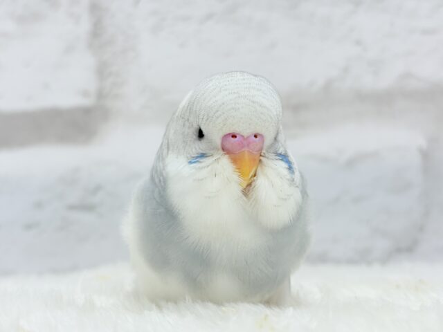 ジャンボセキセイインコ