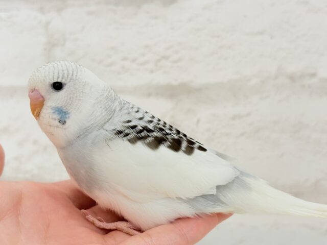 ジャンボセキセイインコ