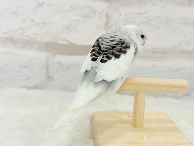 ジャンボセキセイインコ