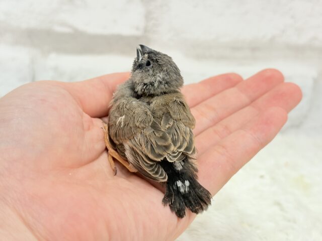 ジャンボキンカチョウ