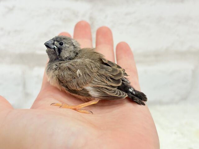 ジャンボキンカチョウ