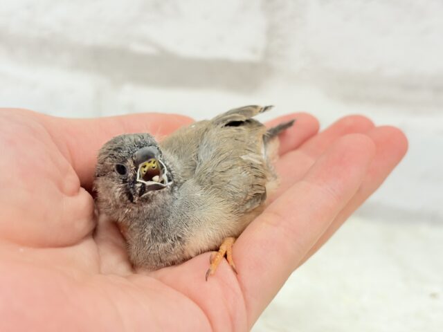 ジャンボキンカチョウ