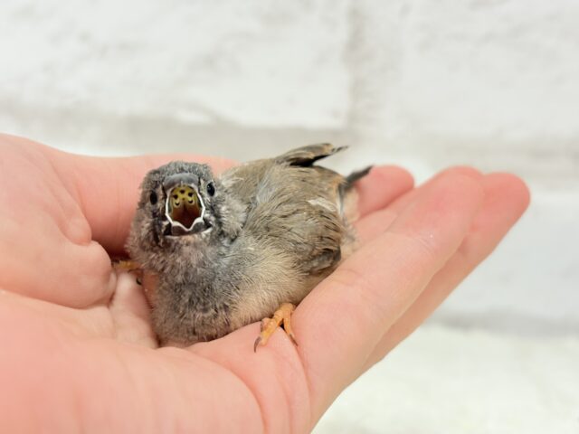 ジャンボキンカチョウ