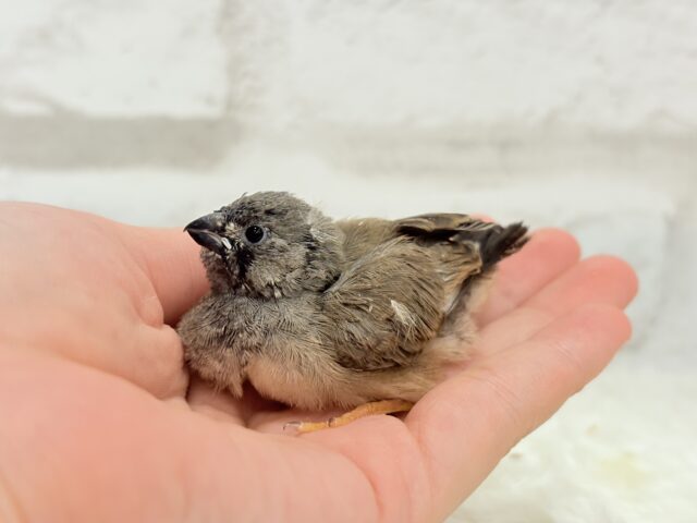 ジャンボキンカチョウ