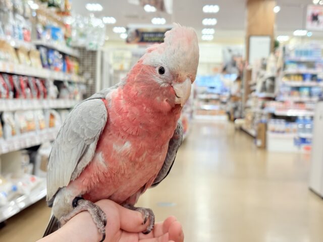 モモイロインコ