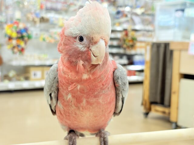 モモイロインコ