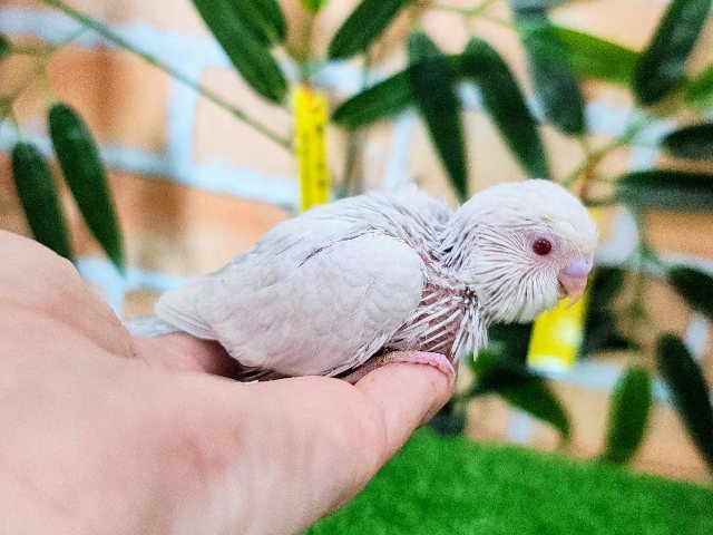 セキセイインコ