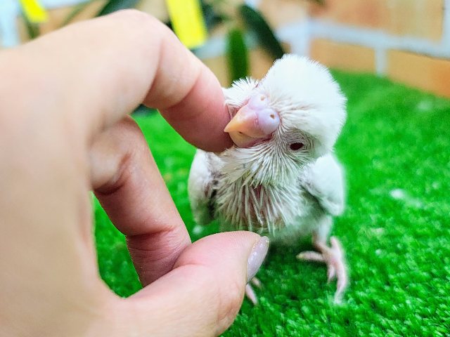 セキセイインコ