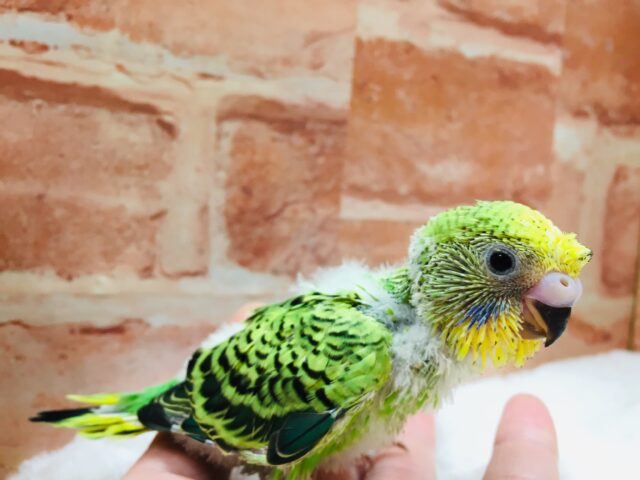 セキセイインコ