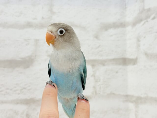 ブルーボタンインコ