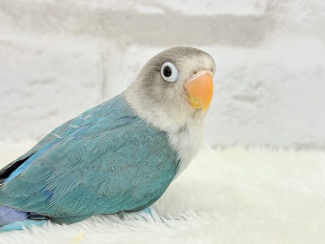 ブルーボタンインコ