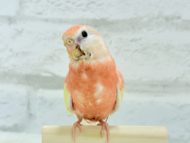 アキクサインコ（秋草インコ）