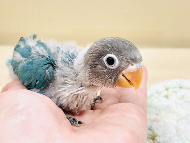 ブルーボタンインコ