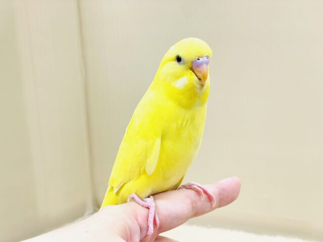 ジャンボセキセイインコ