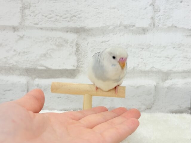 ジャンボセキセイインコ