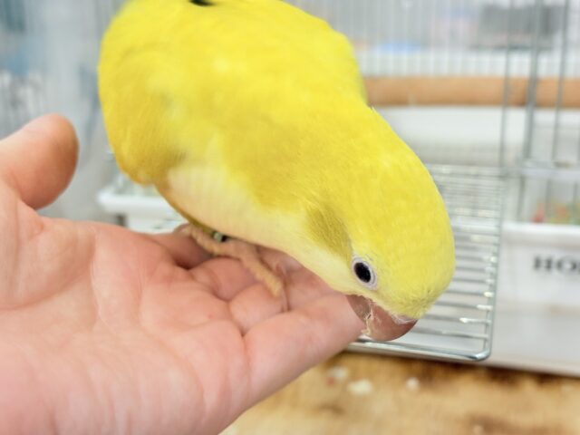 オキナインコ