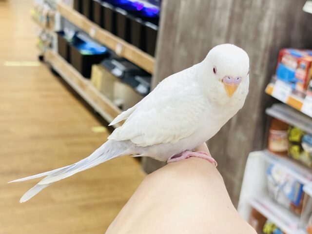 セキセイインコ