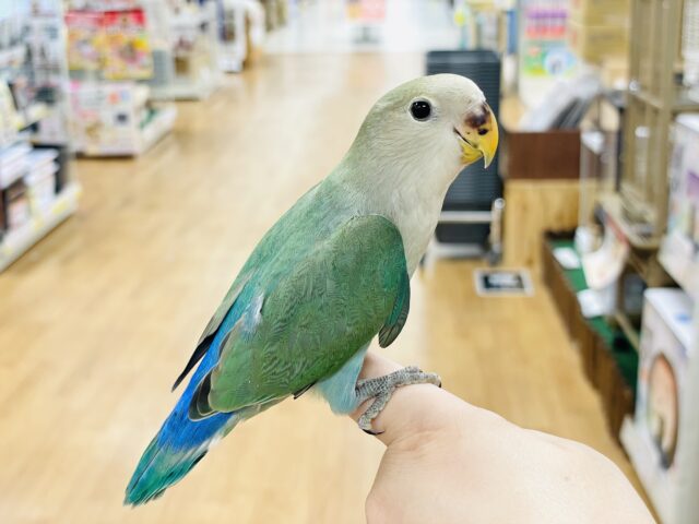 コザクラインコ（小桜インコ）