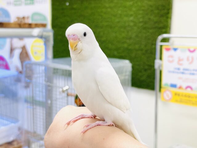 セキセイインコ