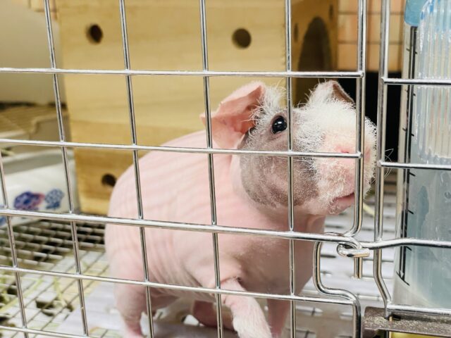 スキニーギニアピッグ