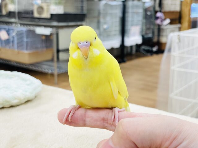 ジャンボセキセイインコ