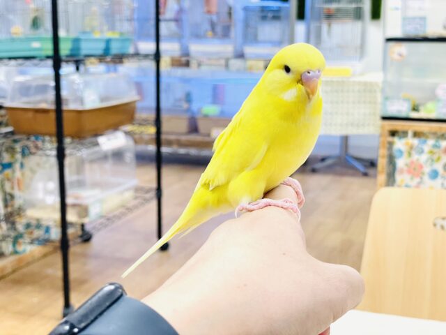 ジャンボセキセイインコ